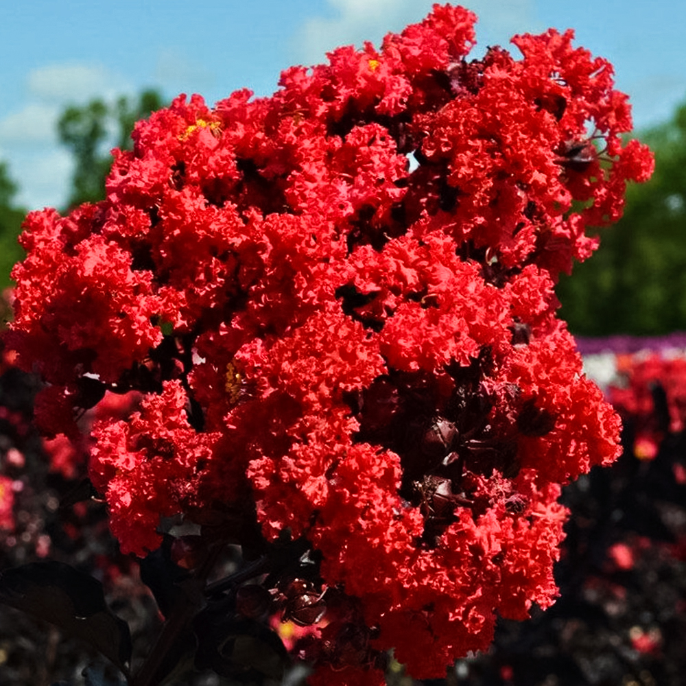 Лагерстремия гибридная Блэк Даймонд Бэст Рэд № 1