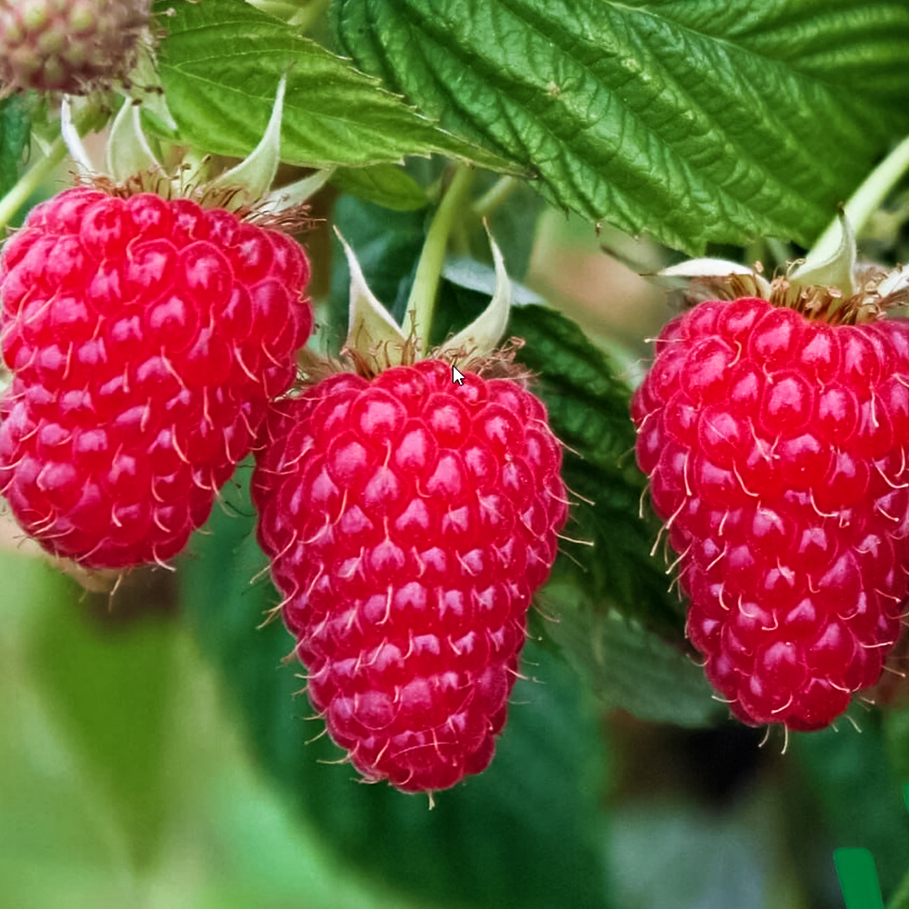 Малина ремонтантная с огромной ягодой Вайолет