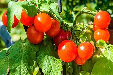 Особенности выращивания 6 видов овощей на балконе