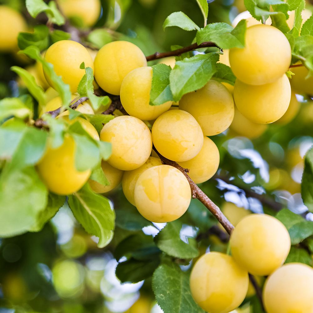 Слива низкорослая для севера Белоснежка