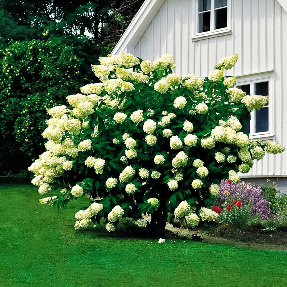 Гортензия метельчатая Грандифлора № 1