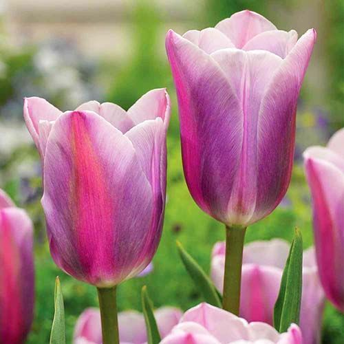 Тюльпан Триумф Мистресс Мистик № 1