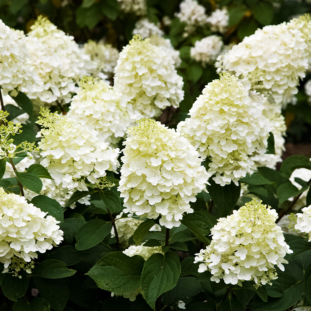 Гортензия метельчатая Сильвер Доллар № 1