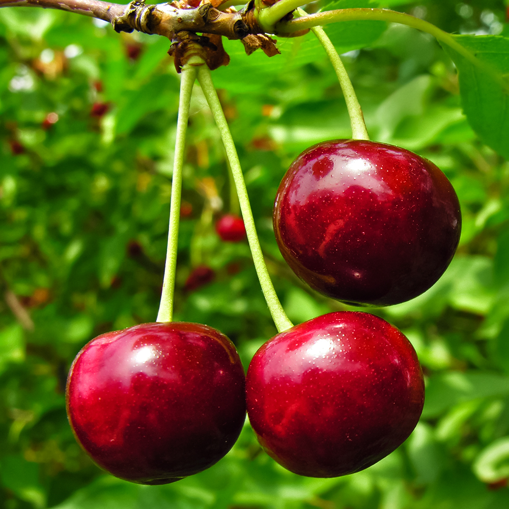 Черешня самоплодная зимостойкая Целесте (Селеста)