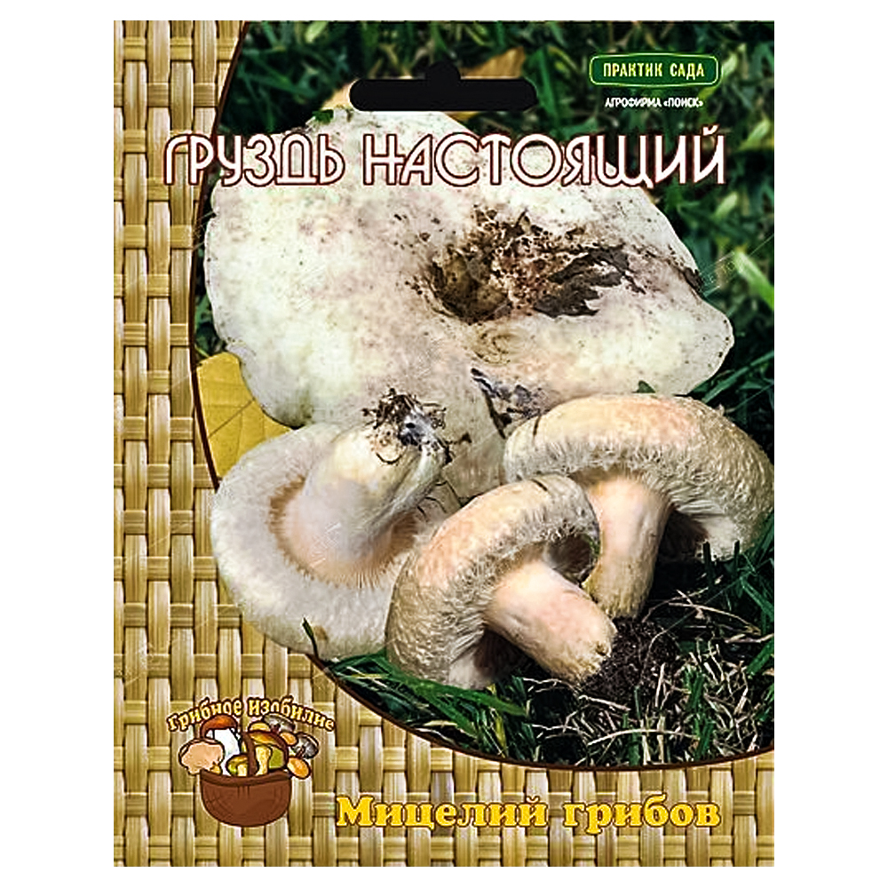 Груздь белый (настоящий) Поиск № 1