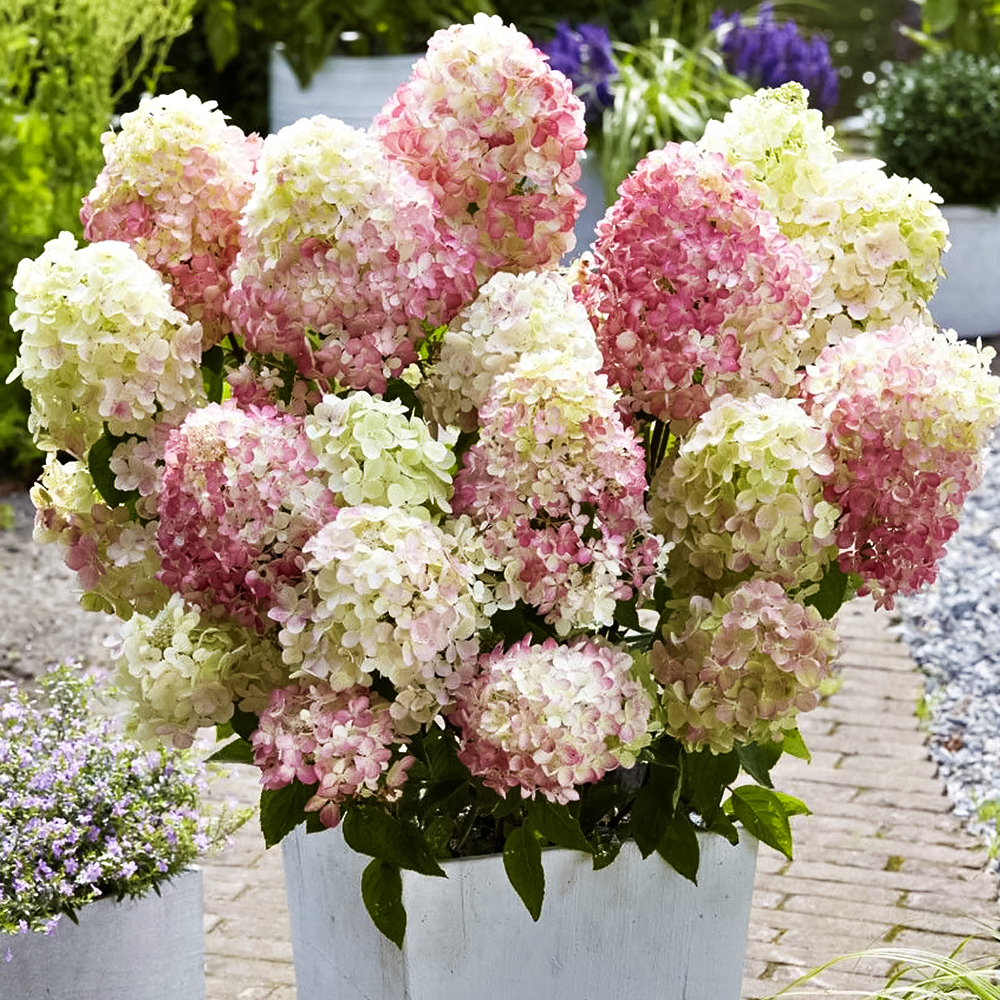 Гортензия метельчатая компактная Литл Блоссом № 1