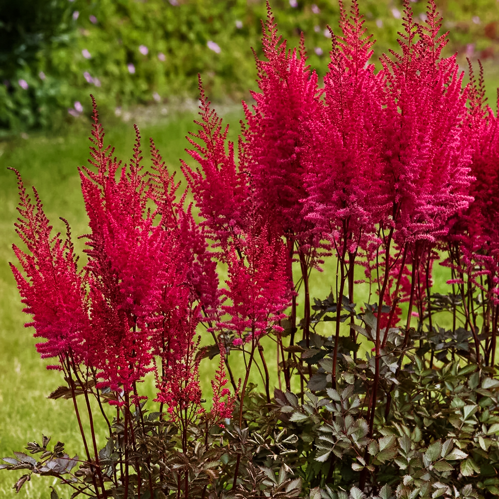 Астильба китайская Майти Чоколейт Черри № 1