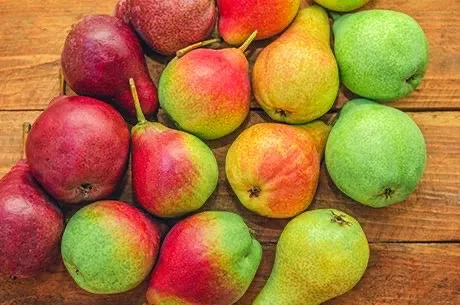 Осень — время груш: золотая подборка сортов