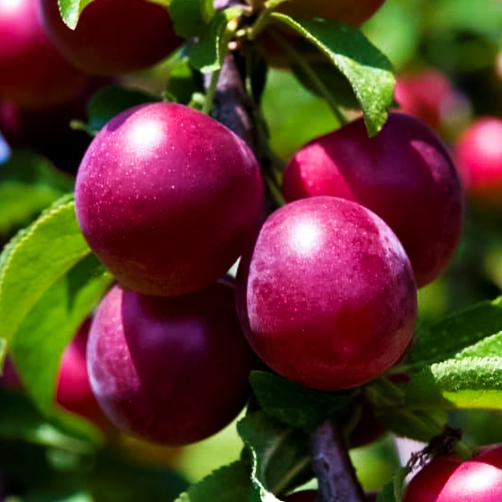 Слива китайская крупная Красный шар № 1