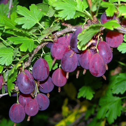 Крыжовник неприхотливый Грушенька № 1