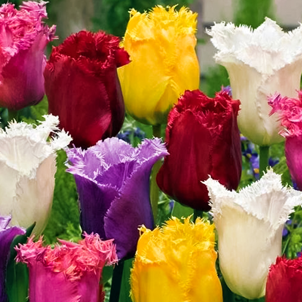 Комплект бахромчатых тюльпанов "8 + 2 бесплатно" № 1