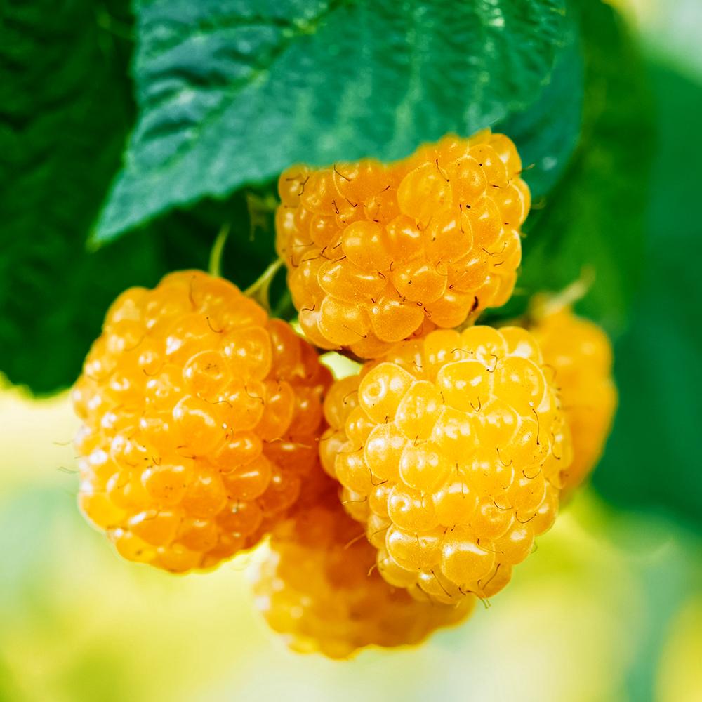 Малина ремонтантная со вкусом ананаса Фолголд № 1