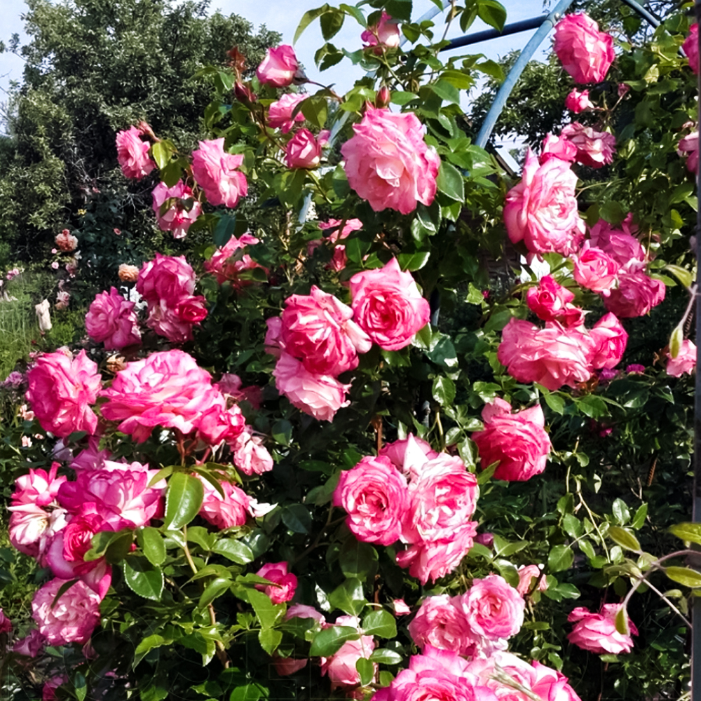 Роза плетистая Арлекин № 1