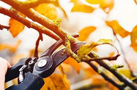 Что нужно сделать с яблонями после сбора урожая? Что нужно сделать с яблонями после сбора урожая?