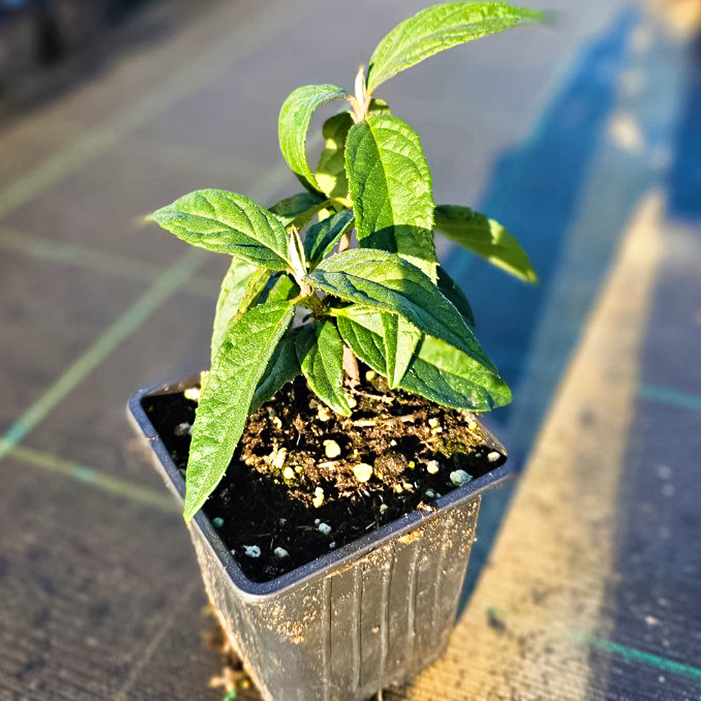 Дейция обильноцветущая Розеа Плена