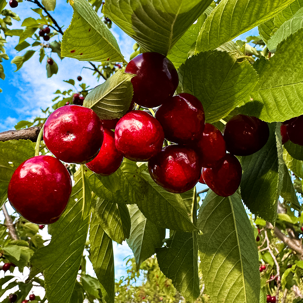 Черешня ультраранняя морозостойкая Риван № 1