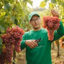 Виноград Кишмиш неукрывной Тиклед Пинк № 2