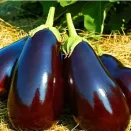 Баклажан Царская икра Евросемена № 2