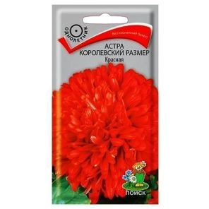 Астра Королевский размер красная Поиск