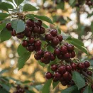 Вишня самоплодная сладкая Уйфехертой Фюртош № 2