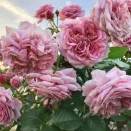 Роза плетистая теневыносливая Французское платье № 2