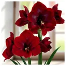 Амариллис (гиппеаструм) Гранд Дива № 2