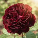 Роза чайно-гибридная премиум Энкре Нуар № 1