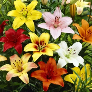 Комплект лилий "5 + 1 бесплатно"