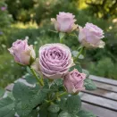 Роза чайно-гибридная нераскрывающаяся Византия № 3