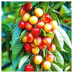 Черешня колоновидная Розовая