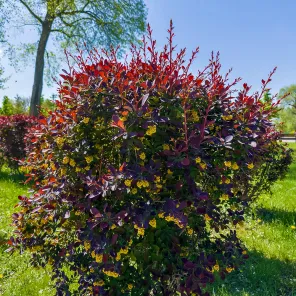 Барбарис Оттавский Суперба