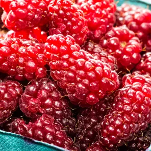 Ежемалина Букингем Тайберри