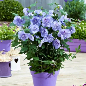 Гибискус сирийский Блю Шифон