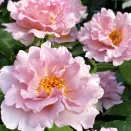 Роза флорибунда японская Кутюр Роз Тилия № 1