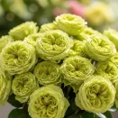 Роза чайно-гибридная премиум Дениз № 2