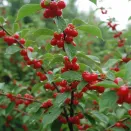 Вишня войлочная сладкая Цыганка № 3