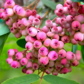 Рябина сладкоплодная со вкусом брусники Пинк