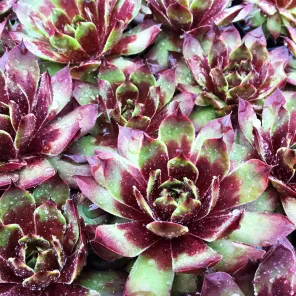 Молодило Киллер