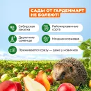 Малина крупноплодная для редкого полива Соколица № 2