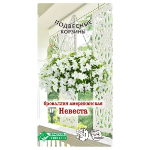 Броваллия американская Невеста Евросемена