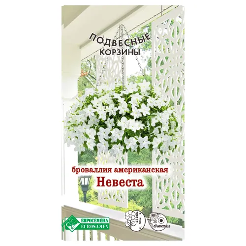 Броваллия американская Невеста Евросемена
