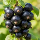 Смородина черная Черный бумер № 1