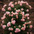 Роза плетистая Глория Клайминг № 2