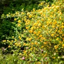 Керрия японская Пленум (Пленифлора) № 3