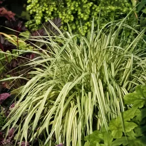 Молиния тростниковая Мостенвельд