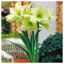 Амариллис (гиппеаструм) Лемон Лайм № 1