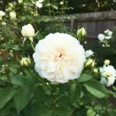 Роза английская Винчестер Кафедрал № 2