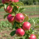 Яблоня сибирская сладкая Заветное № 2