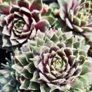 Молодило Роза Медхен № 1