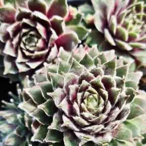 Молодило Роза Медхен